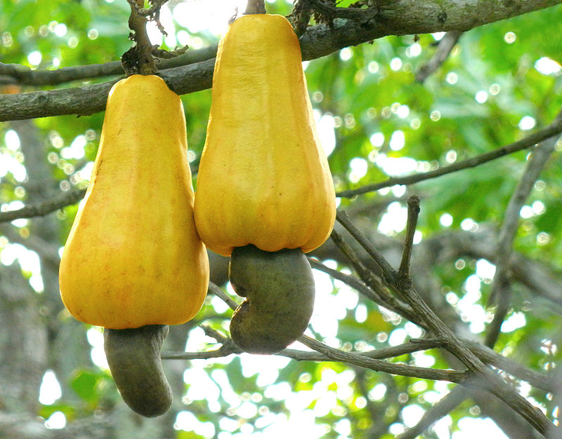 CASHEW  MARKET - GROWTH, TRENDS, AND FORECAST (2020 - 2025)